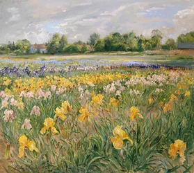 Huisjes en irisveld